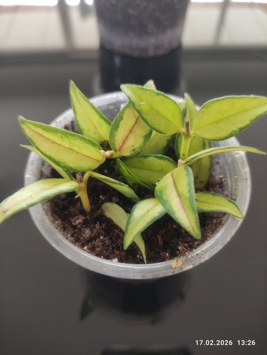 Хойя Луис буис  В ТЕЛЕГРАМ Не Пишу