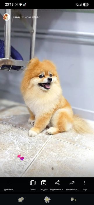 Стрижка шпица 7 000 тг