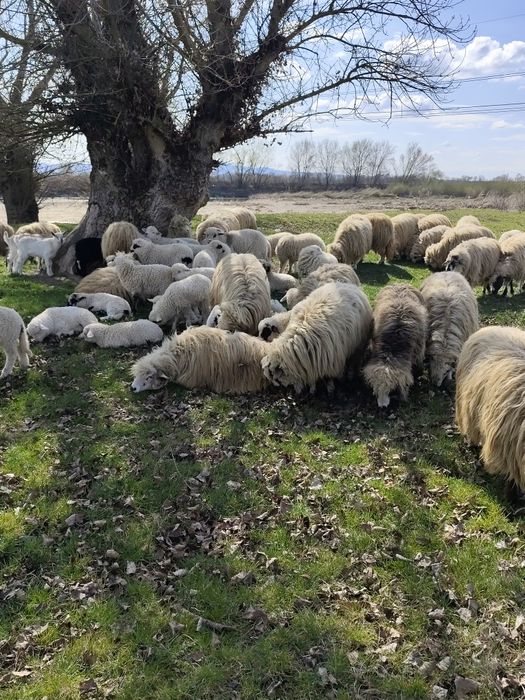 De vânzare 60 de oi