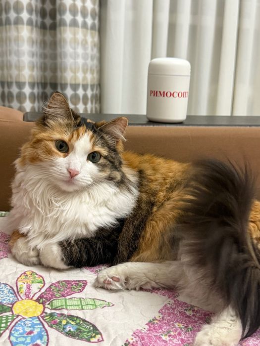 Трехцветная кошка