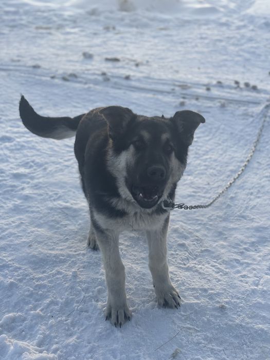 Продам чистокровный ВЕО