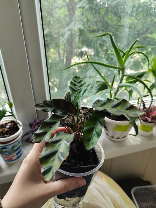 Растение комнатное Калатея