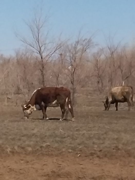 7 бас бұзаулы сиыр сатылады