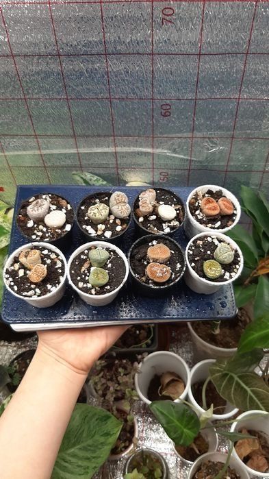 Сукуленты от 350и выше