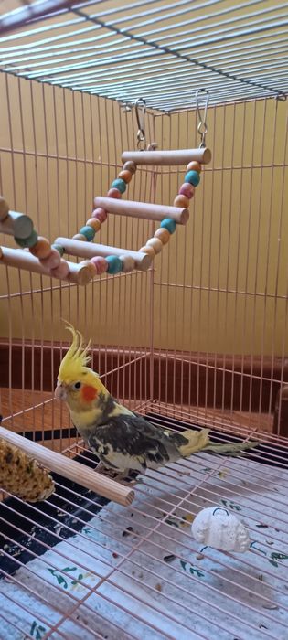 Продам Попугай карелла