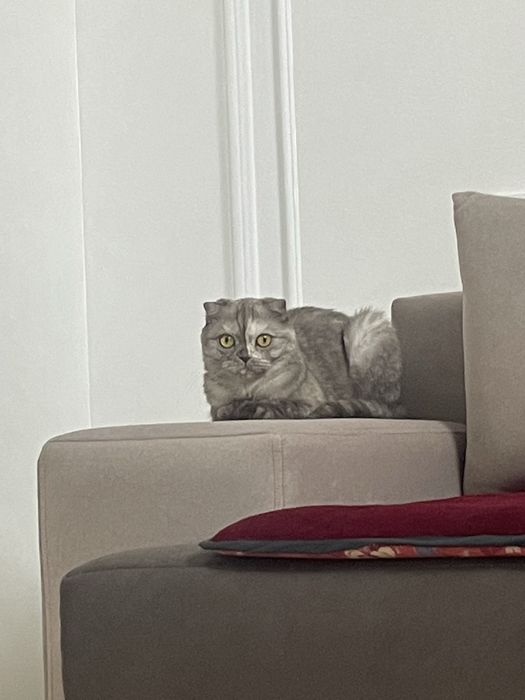 Потерялась кошка