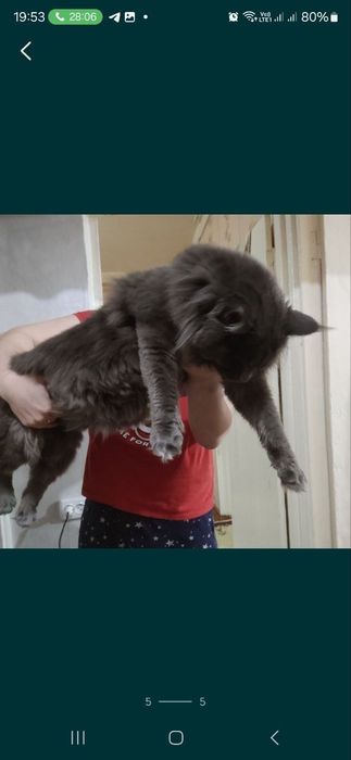 Продаю котят майн-кун