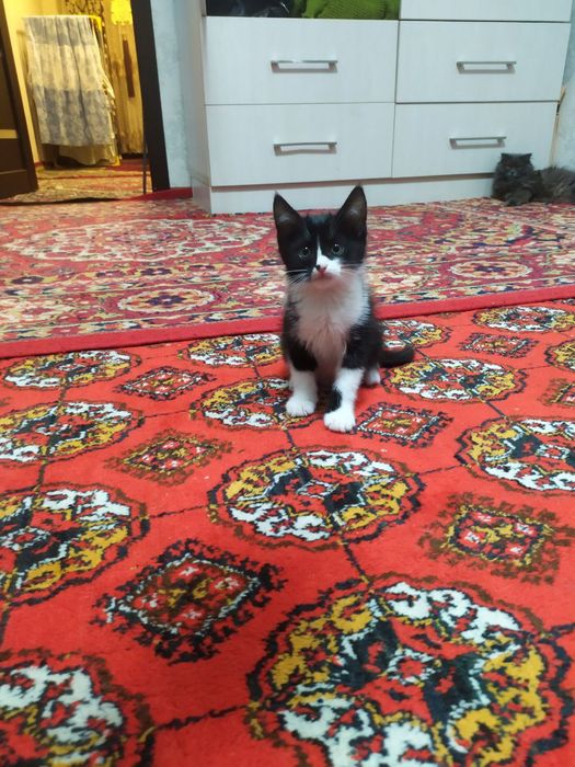 Прадаёться котята Мраморний табби