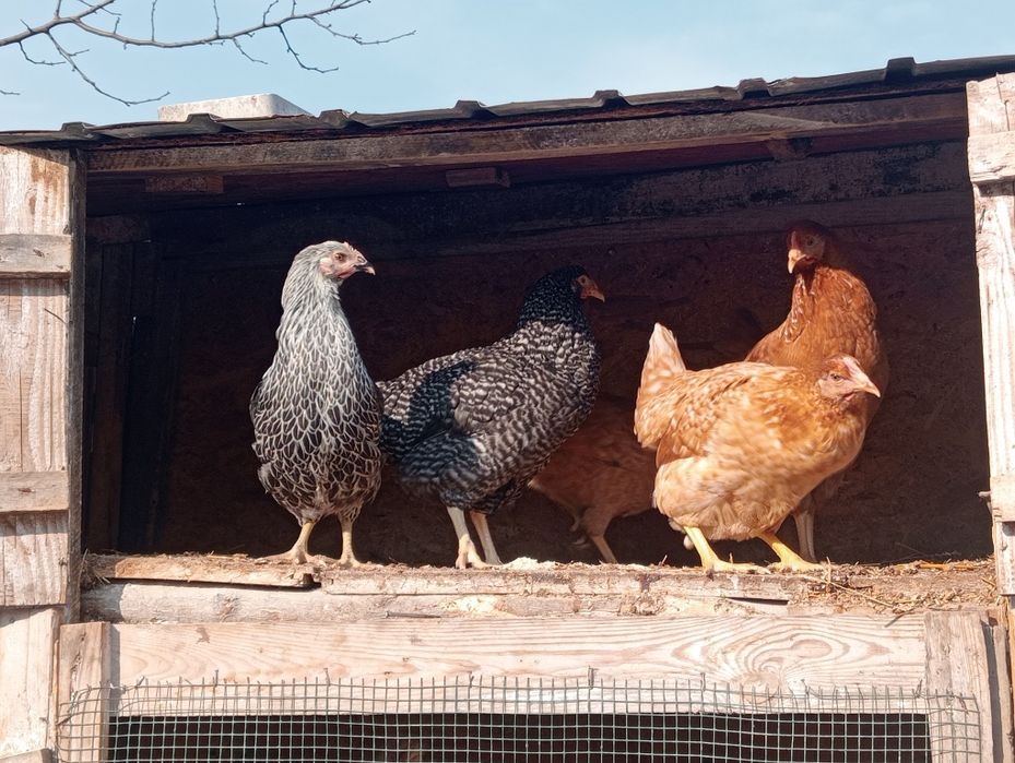 Puicuțe rasă de ouă