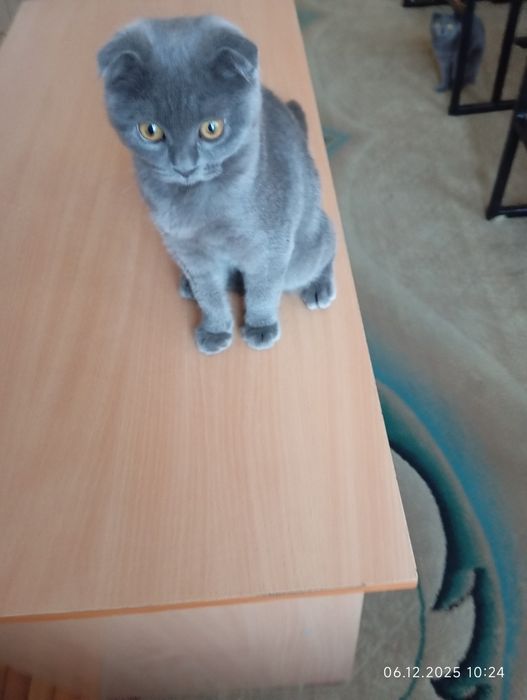 Срочно продается  вислоухий котенок