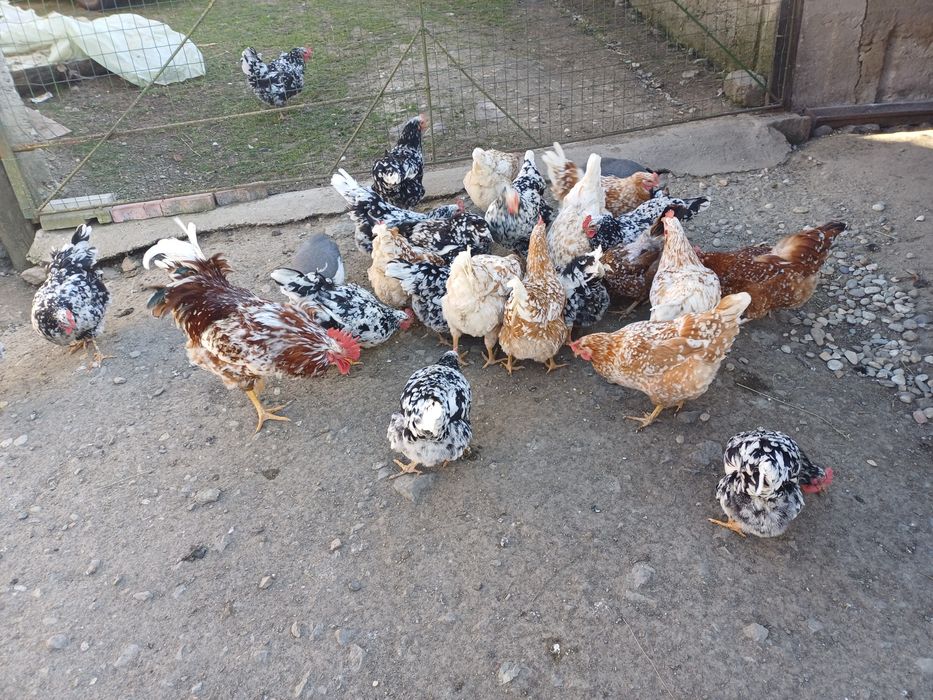 Vând ouă pita pinta austriana