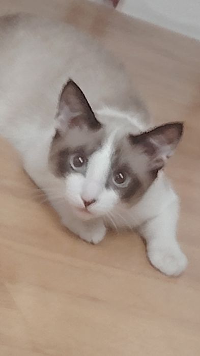 СРОЧНО отдам котёнка