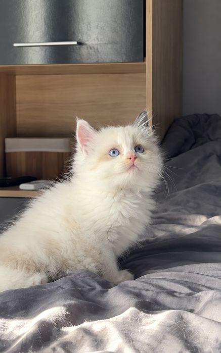 Рагдол Регдол Ragdoll