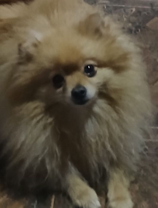 Продаются пара померанцев