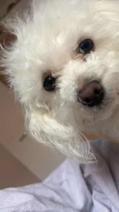 Donez bichon bolonez