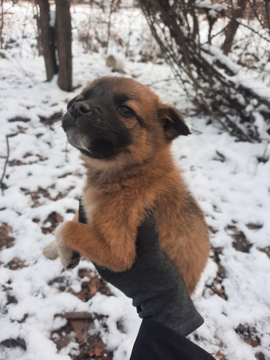 Щеночек в добрые руки
