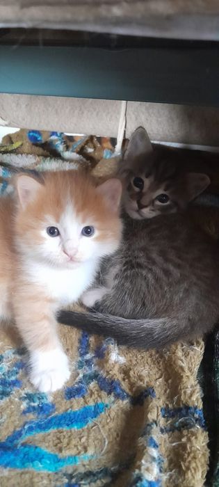 Отдам котят в добрые руки