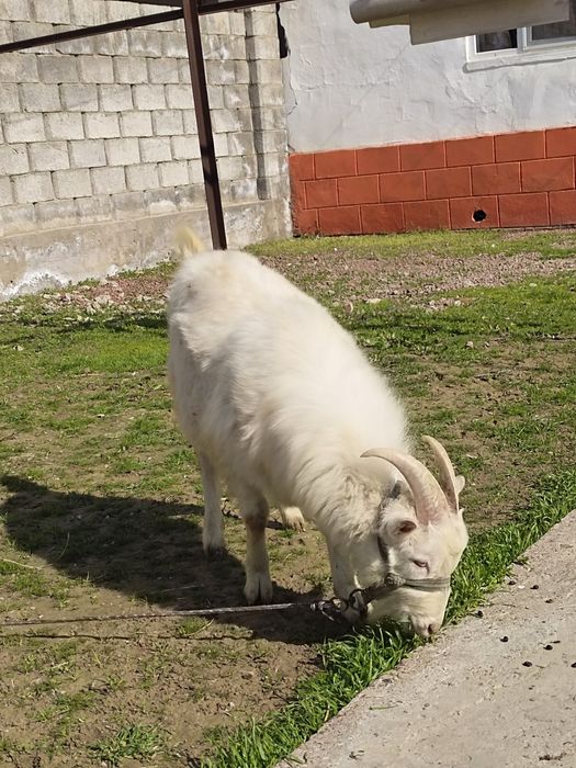 Занен теке сатылад