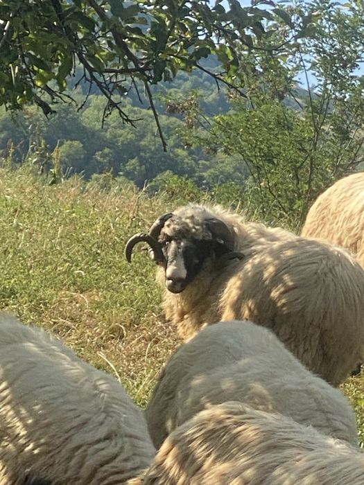 Berbec de vanzare, Bistrita nasaud , Comuna Rebrisoara