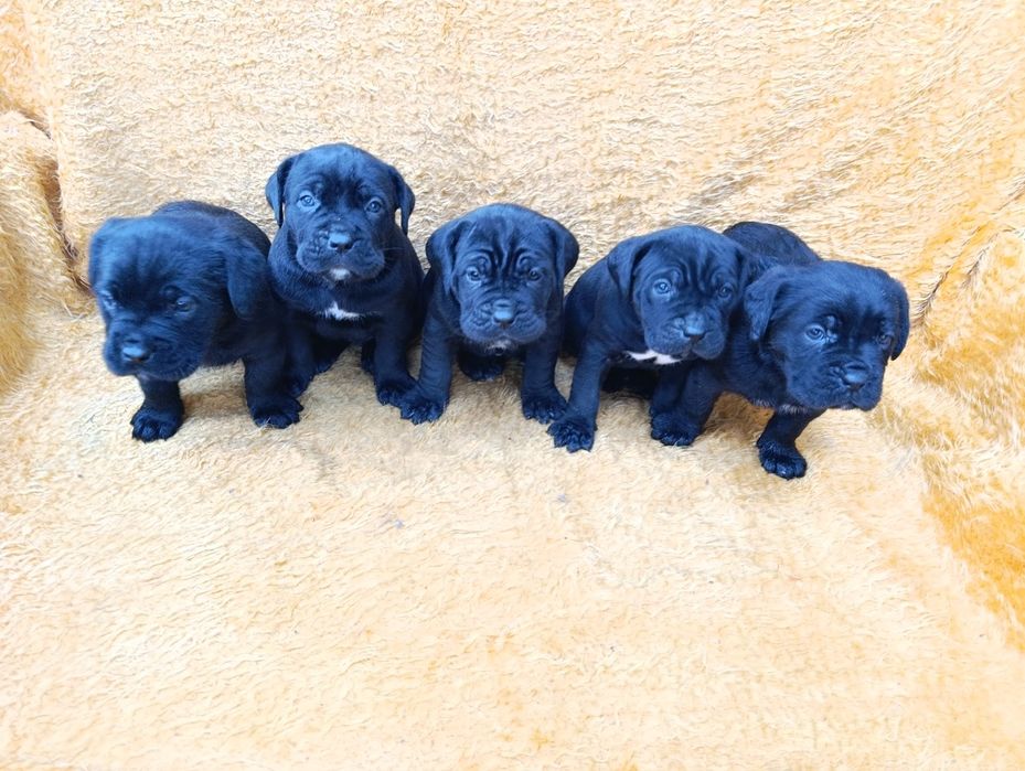 Кане Корсо с Паспорт !