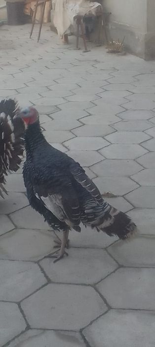 16000молодой индюк 9месецев