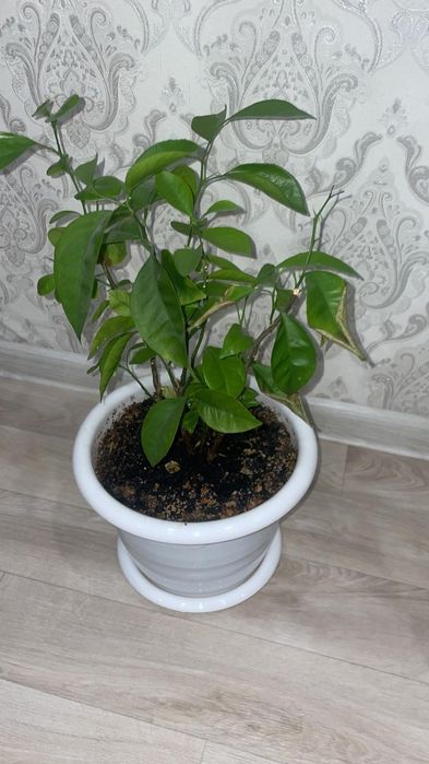 Домашний цветы штучный