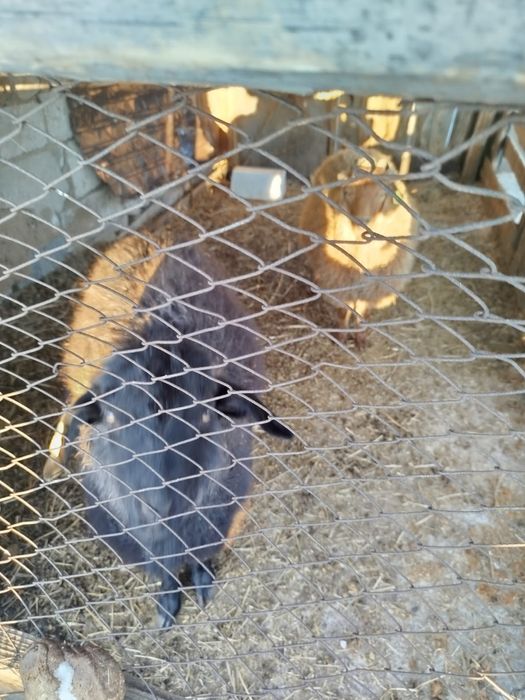 Козы               .