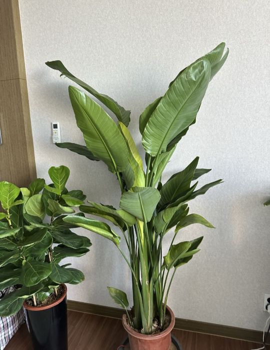 Продам Стрелиция Николая, драцена