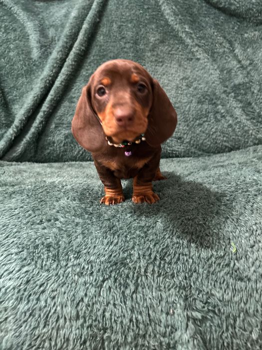 Femela teckel cu Pedigree FCI