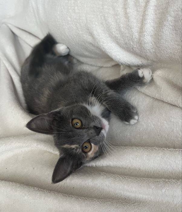 Отдам котёнка в добрые руки