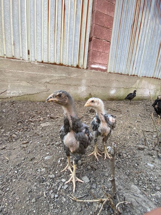 Продам цыплят дакан