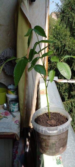 Деревце грецкого ореха