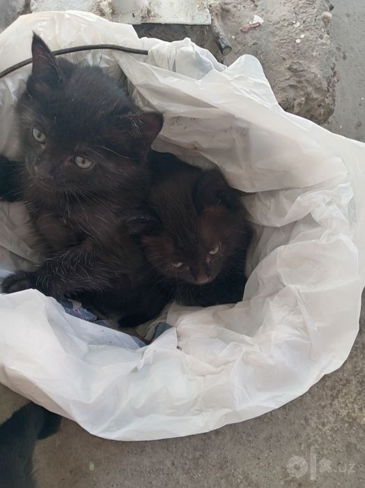 Две мальчики котята