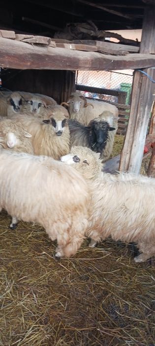 Vând 30 buc. de oi  tinere