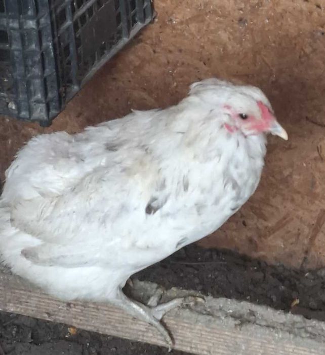 Oua de araucana pentru incubat