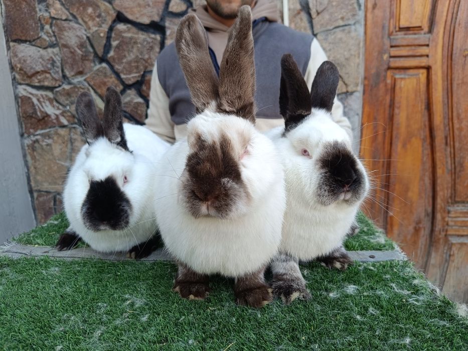 Евро Калифорния куйонлари