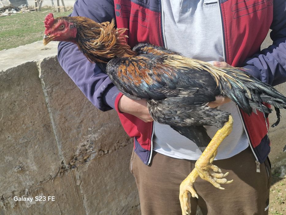 Супер шоже кораздар сатылады срочна