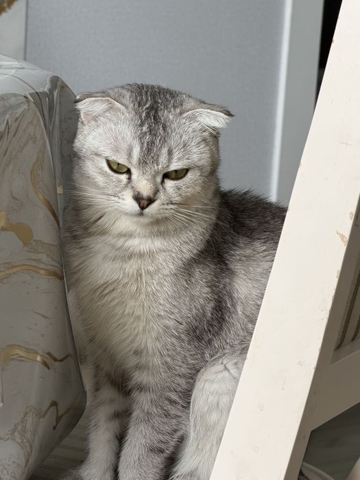 Продается скотиш фолд 2 годика