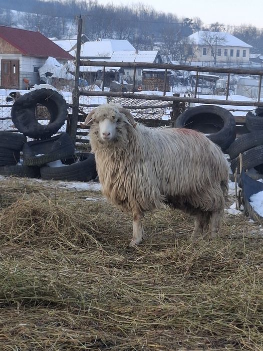 Berbecuț de. Vanzare