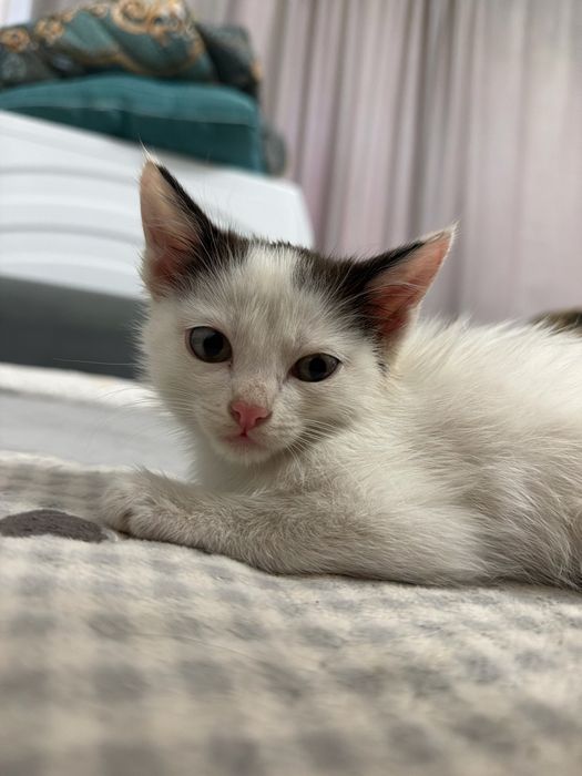 Котенок мальчик оба
