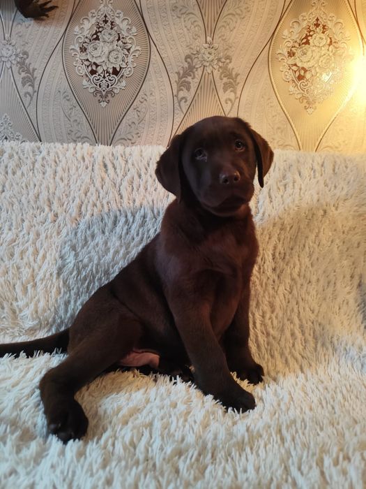 Лабрадор ретривер мальчик