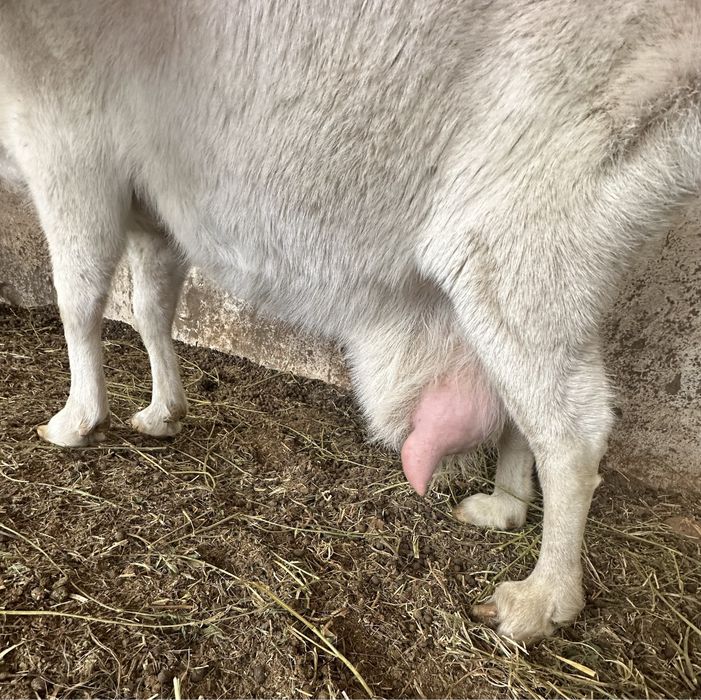 Sog’in echki sotiladi 4 litr sut beradi