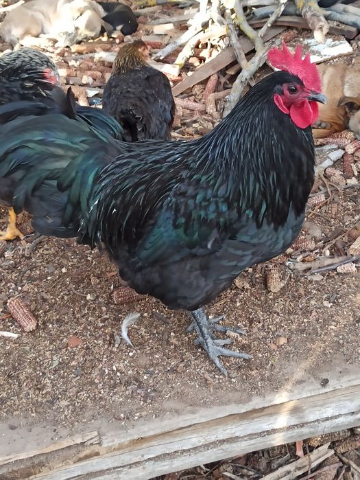 Cocoși tineret din mai anul trecut