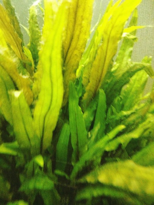 Продам растения аквариумные крептокарина