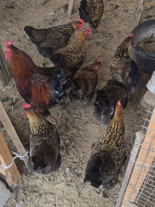 Кучинский сицывый