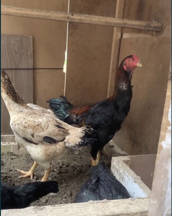 Tovuq xo’rozi sotiladi