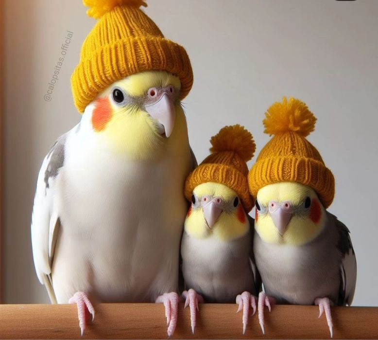 Декоративные птички продается