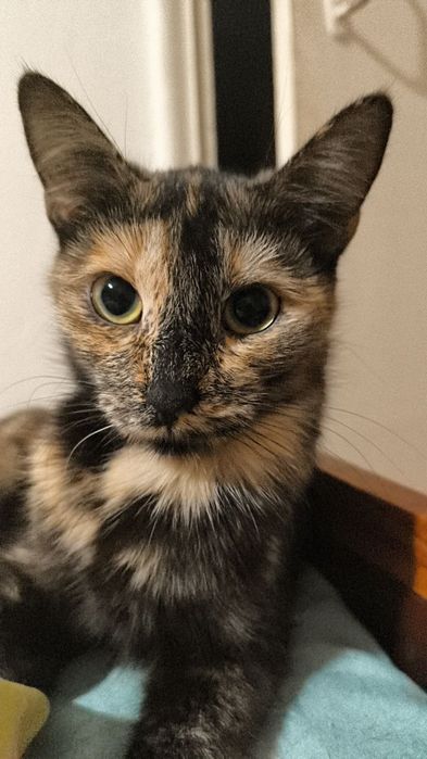 Потерялась кошка