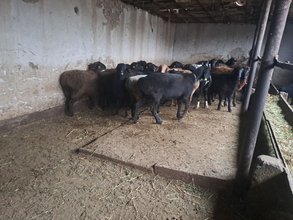 Семиз Кой токты тусактар сатылады