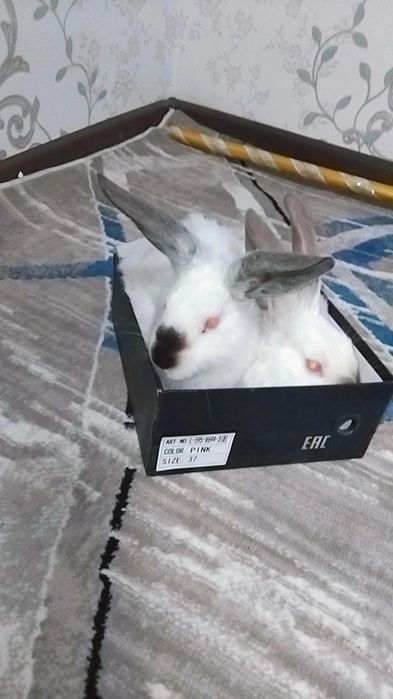 Kaliforniya zotli quyonla sotiladi 2 oylikdan o‘ti